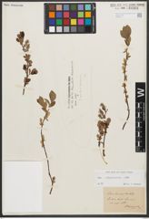 Foto von Salix starkeana Willd.
